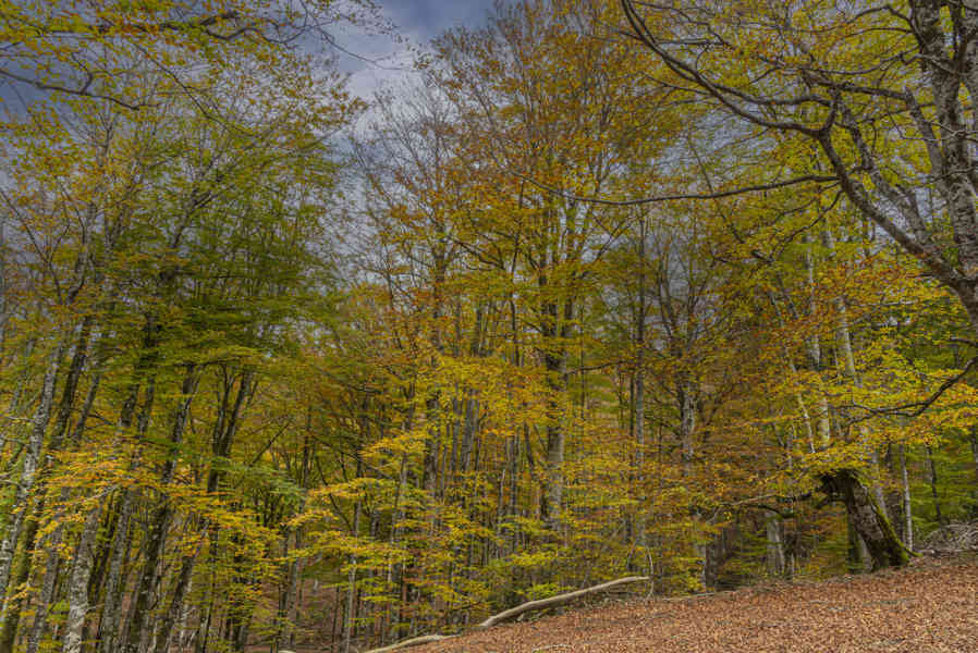 Comunidad Foral de Navarra 100 - Selva de Irati.jpg